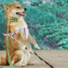 Chó Shiba Inu đóng vai Cậu Vàng gây tranh cãi