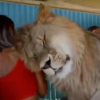 Sư tử hơn 100 kg lao lên xe nũng nịu nữ du khách ở Nga