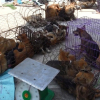 Chiếc hầm bí mật trong đường dây trộm hơn 100 tấn chó ở Thanh Hóa