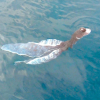 Con vật lạ trên biển Phú Quý có phải là loài cá cảnh báo sóng thần?