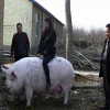 Trung Quốc tăng trọng lợn khủng như gấu Bắc cực bù đắp thiếu hụt nguồn cung