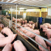 Giá thịt lợn hơi đắt kỷ lục, chạm mốc 70.000 đồng/kg