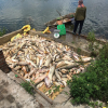 Khởi tố vụ án cá chết hàng loạt nghi do đầu độc bằng thuốc diệt cá