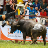 Tổ chức động vật Châu Á kiến nghị chấm dứt Lễ hội chọi trâu Đồ Sơn