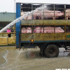 Nguy cơ thiếu 200.000 tấn thịt lợn dịp cuối năm