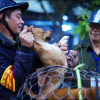 Trăn trở của người săn chó thả rông chuyên nghiệp tại Hà Nội
