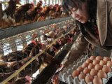 Cả nhà ngộ độc sau khi ăn trứng bác, nguyên nhân khiến nhiều người giật mình