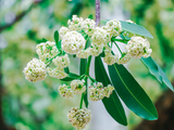 Khách Tây nghĩ sao về hương hoa sữa tại Hà Nội?
