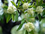 Vì sao mùi hoa sữa khiến nhiều người đau đầu, buồn nôn?