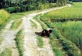 Hành trình tìm sự thật cho bức ảnh trong vụ thảm sát Mỹ Lai