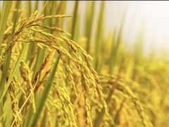 Đọc nhanh bài viết 213457