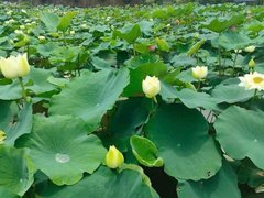Đọc nhanh bài viết 214073