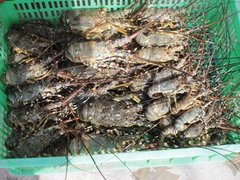 Ảnh bìa bài viết 11915