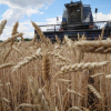 Nga và Ukraine ký thỏa thuận xuất khẩu ngũ cốc vào tuần tới