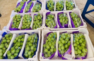 Sự thật về nho sữa Nhật Bản giá rẻ bất ngờ bán đầy chợ mạng