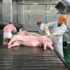 Lãnh đạo Bộ Nông nghiệp: Có tình trạng tuồn thịt lợn chặt mảnh qua biên giới Trung Quốc