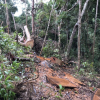 Điều tra vụ phá 6ha rừng tại Gia Lai