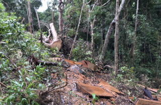 Điều tra vụ phá 6ha rừng tại Gia Lai