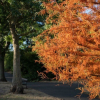 ‘Mùa thu giả’ ở Anh, cây cối tự rụng lá để sinh tồn