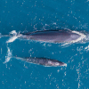 Làm thế nào giữ cá voi lại với vùng biển Bình Định?
