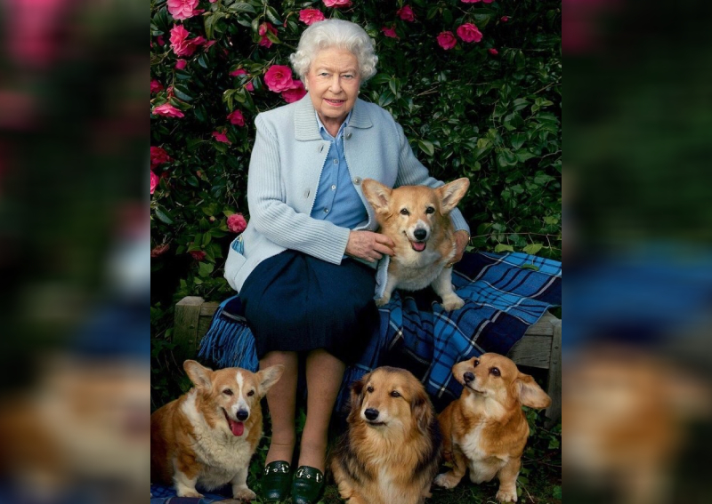 Nữ hoàng Elizabeth II sở hữu hơn 30 chú chó corgi trong suốt cuộc đời. Đây cũng là giống chó mà Nữ hoàng yêu thích nhất. Trong ảnh, Nữ hoàng xuất hiện trên bìa tạp chí Vanity Fair nhân dịp sinh nhật thứ 90 cùng 4 chú chó corgi.