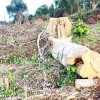 Tái diễn nạn phá rừng ở miền núi Phú Yên