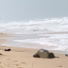Phát hiện nhiều thi thể trôi dạt vào bờ biển Phú Quốc