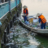 Gần một tấn cá chết rải rác ở hồ Tây từ đầu tháng 10 chưa rõ nguyên nhân