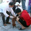 Tham gia giết mổ chó, một người ở Hà Nội tử vong do bệnh dại