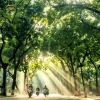 Quản lý cây xanh đô thị tại Hà Nội: Tăng trồng mới và thay thế cây già cỗi