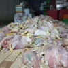 Thu mua gà chết 4.000đ/kg về làm sạch đem bán