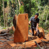 Kỷ luật 3 cán bộ, công chức do để mất rừng