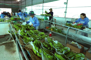 11 loại quả của Việt Nam xuất khẩu chính ngạch sang Trung Quốc
