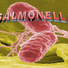 Nguy hiểm khi nhiễm khuẩn Salmonella