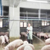 'Chung cư lợn' ở Trung Quốc gây lo ngại về mùi hôi và nguồn xả