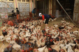 Những biểu hiện nghi mắc cúm H5N1 ở người và cách phòng chống