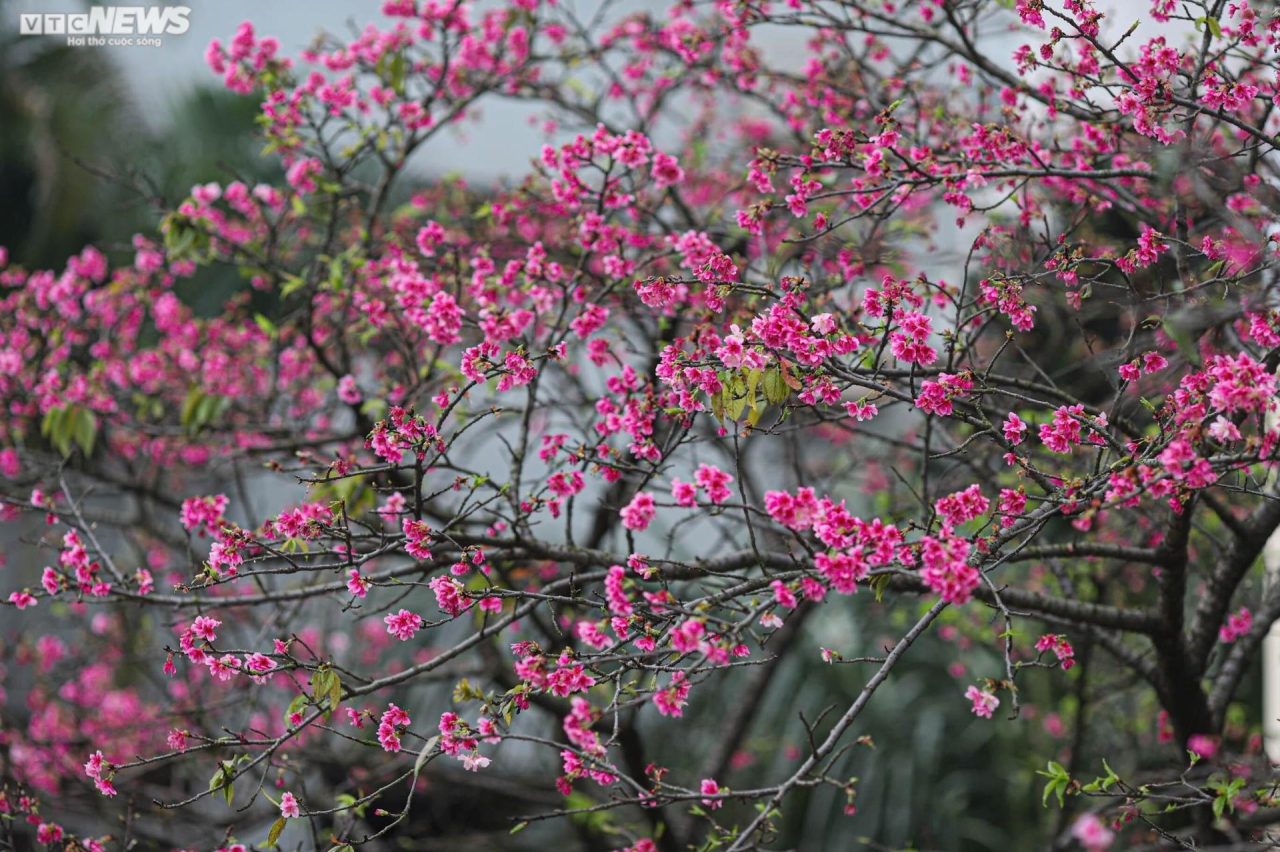 Vẻ đẹp mong manh nhưng không kém phần rực rỡ của hoa anh đào vào mỗi độ xuân về đã trở thành điểm thu hút mới ở Hà Nội những năm gần đây.