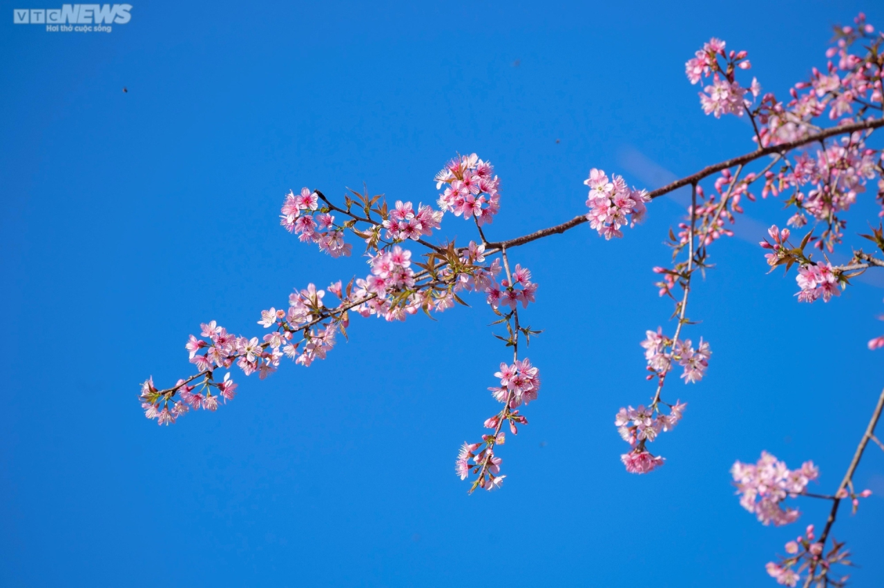 Huyện Kon Plông có khoảng hơn 70.000 cây hoa mai anh đào, được trồng tập trung tại thị trấn Măng Đen. Thời gian này, khắp các nẻo đường thị trấn, các bản làng, các khu du lịch như hồ Đakke, thác Pa Sỹ… đều nhuộm một màu hồng làm say lòng du khách. 