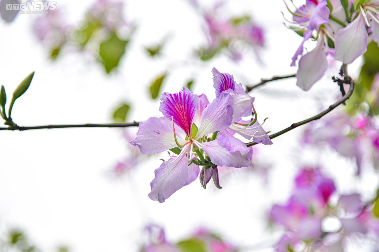 Hoa ban có 4 đến 5 cánh mềm mại, màu trắng - tím đan xen, mang vẻ đẹp đặc trưng của núi rừng Tây Bắc.  Khi nở, hoa ban xòe thành hình quạt. Mùa hoa ban thường kéo dài đến hết tháng 3 và lụi dần vào tháng 4.
