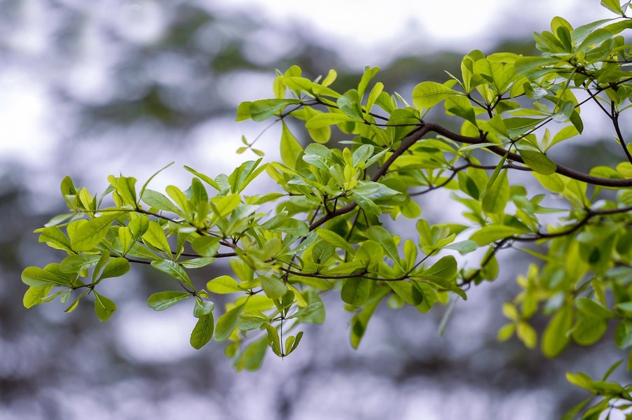 Lá bàng xanh non mơn mởn tạo nên sự thu hút ở thời điểm giao mùa xuân hạ