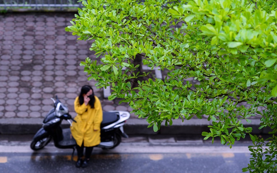 Nhiều con đường ở Hà Nội trở nên xanh mướt nhờ loài cây đô thị này