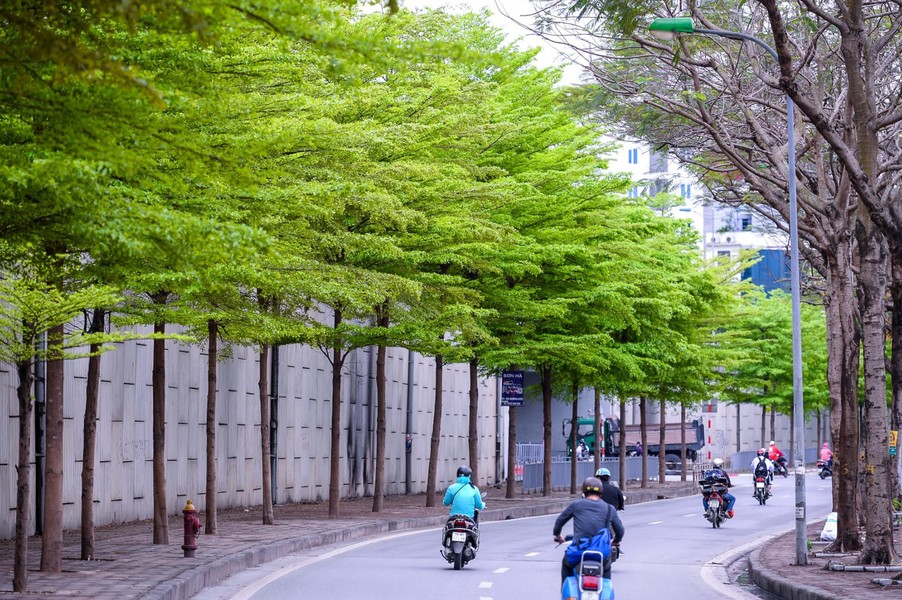 Cách đây chưa lâu, bàng lá nhỏ trút lá vàng đã tạo nên khung cảnh đẹp như Hàn Quốc