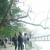 Hà Nội sẽ chặt hạ 3 cây sưa chết khô ở hồ Hoàn Kiếm vào ngày 18/4