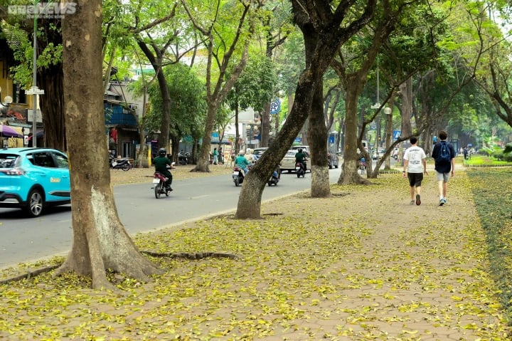 Vẻ đẹp của phố Phan Đình Phùng mùa thay lá đã in đậm vào trong tâm trí người Hà Nội cũng như những người đi qua.