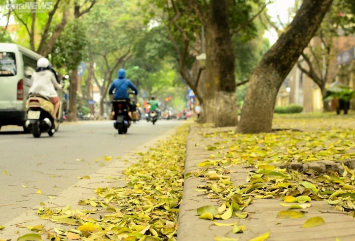 Ghi nhận tại phố Phan Đình Phùng (quận Ba Đình), nơi được mệnh danh là “con đường lãng mạn nhất Hà Nội”, lá sấu vàng rụng xuống khắp tuyến đường tạo thành khung cảnh đầy thơ mộng.