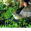 Hà Nội yêu cầu làm rõ nguyên nhân rùa nặng gần 100 kg chết ở hồ Đồng Mô