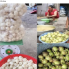 Việc nhẹ lương cao ở Việt Nam: Gọt măng cụt kiếm nửa triệu đồng mỗi ngày