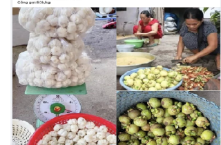 Việc nhẹ lương cao ở Việt Nam: Gọt măng cụt kiếm nửa triệu đồng mỗi ngày