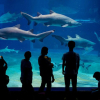 Nhật Bản: Cá mập có nguy cơ tuyệt chủng sinh con trong thủy cung