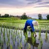 Giá lúa gạo châu Á “nóng” cùng El Nino